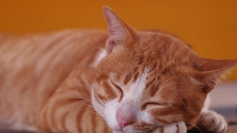 La razón por la que los gatos se pasan el día durmiendo