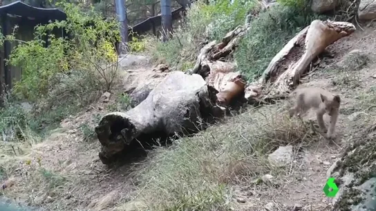 Nace el primer lince en cautividad en el Pirineo Catalán desde hace más de un siglo Nace el primer lince en cautividad en el Pirineo Catalán desde hace más de un siglo