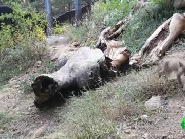 Nace el primer lince en cautividad en el Pirineo Catalán desde hace más de un siglo Nace el primer lince en cautividad en el Pirineo Catalán desde hace más de un siglo