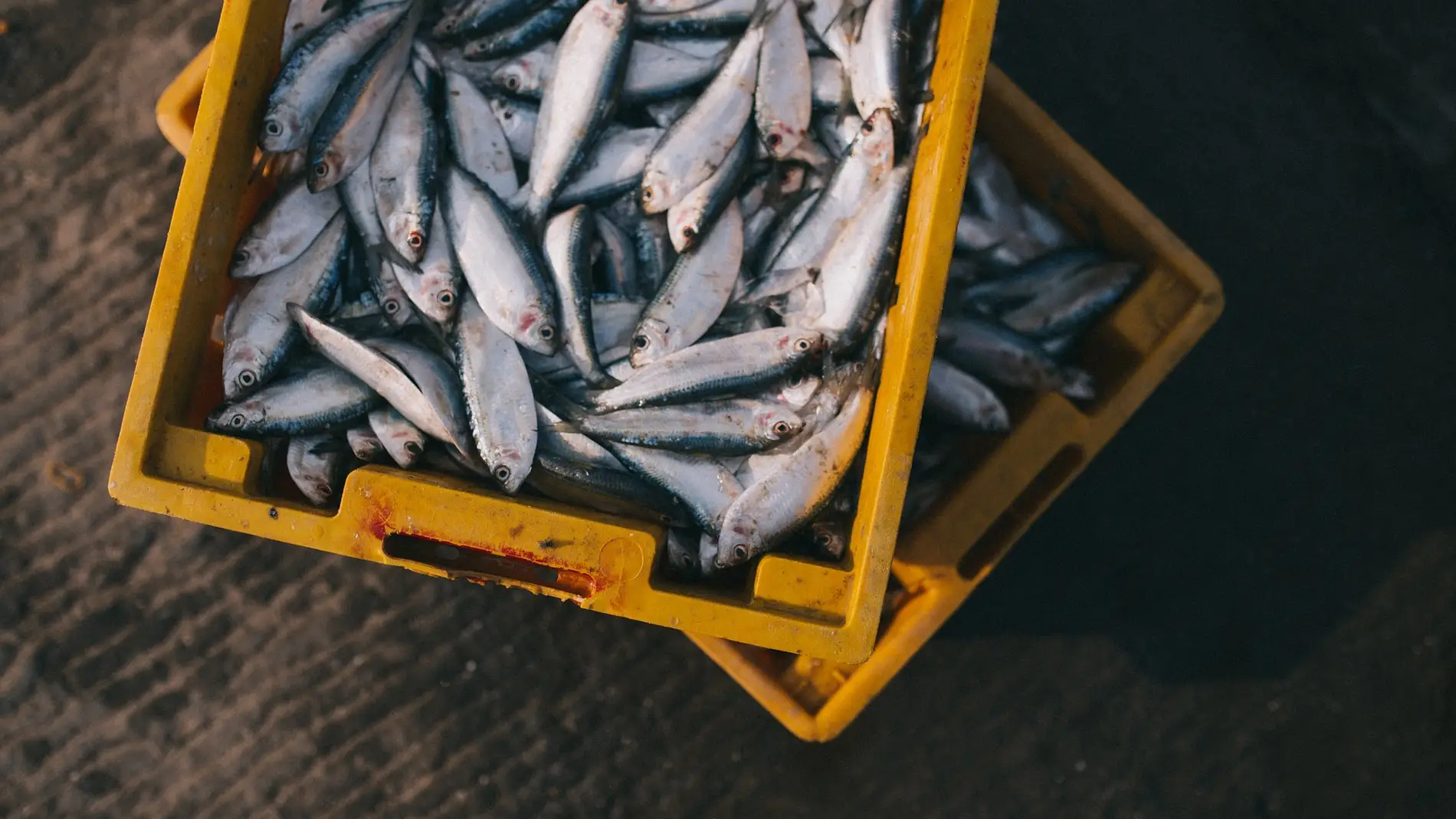La sobrepesca y el cambio climatico aumentan los niveles de mercurio en el pescado