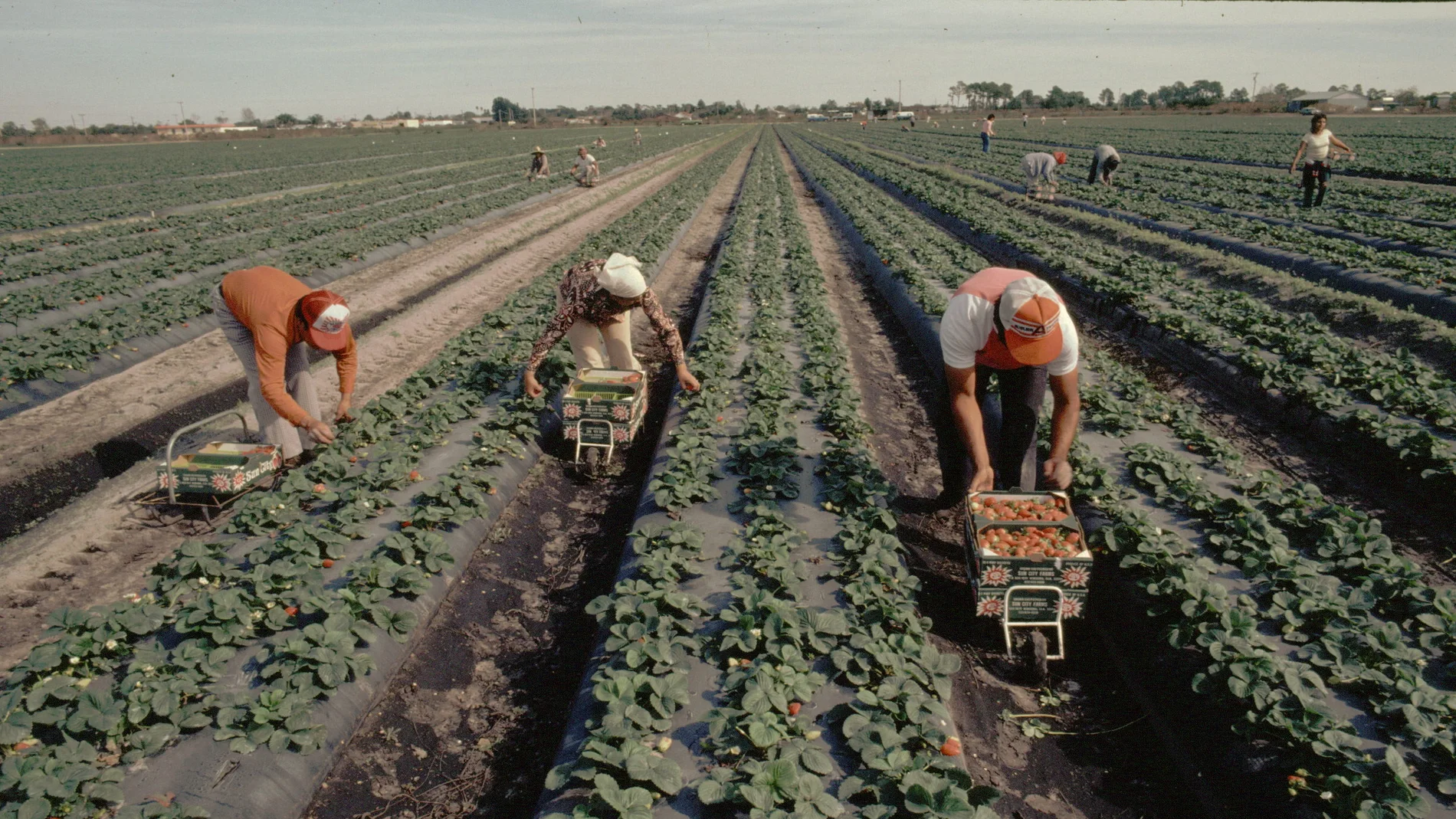 Varios trabajadores laboran en el campo en un día de sol