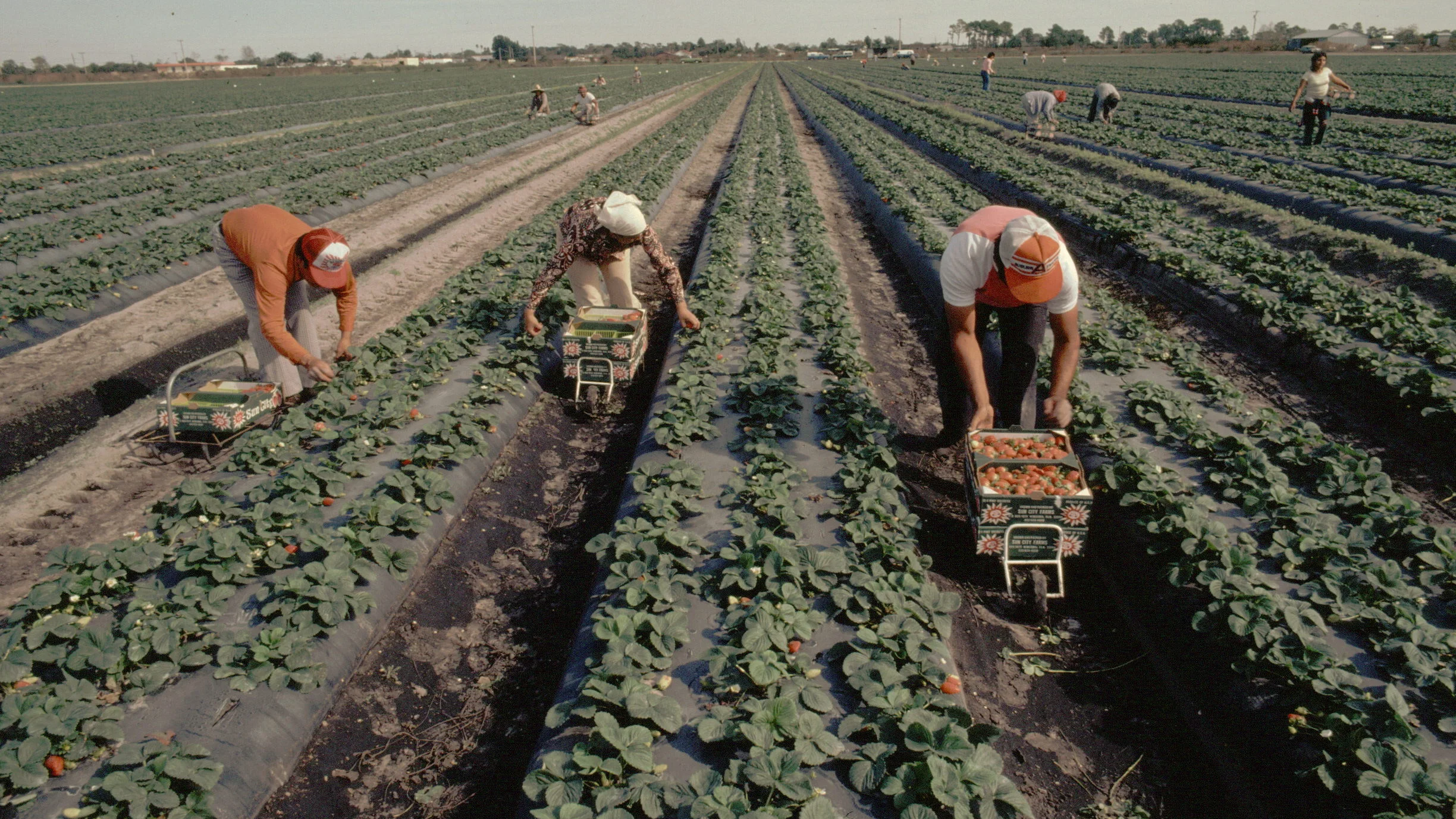 Varios trabajadores laboran en el campo en un día de sol