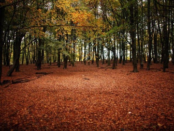 Bosque en otoño Bosque en otoño