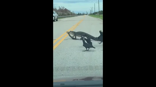 Imagen del caimán trasladando a su presa por la carretera en Florida Imagen del caimán trasladando a su presa por la carretera en Florida