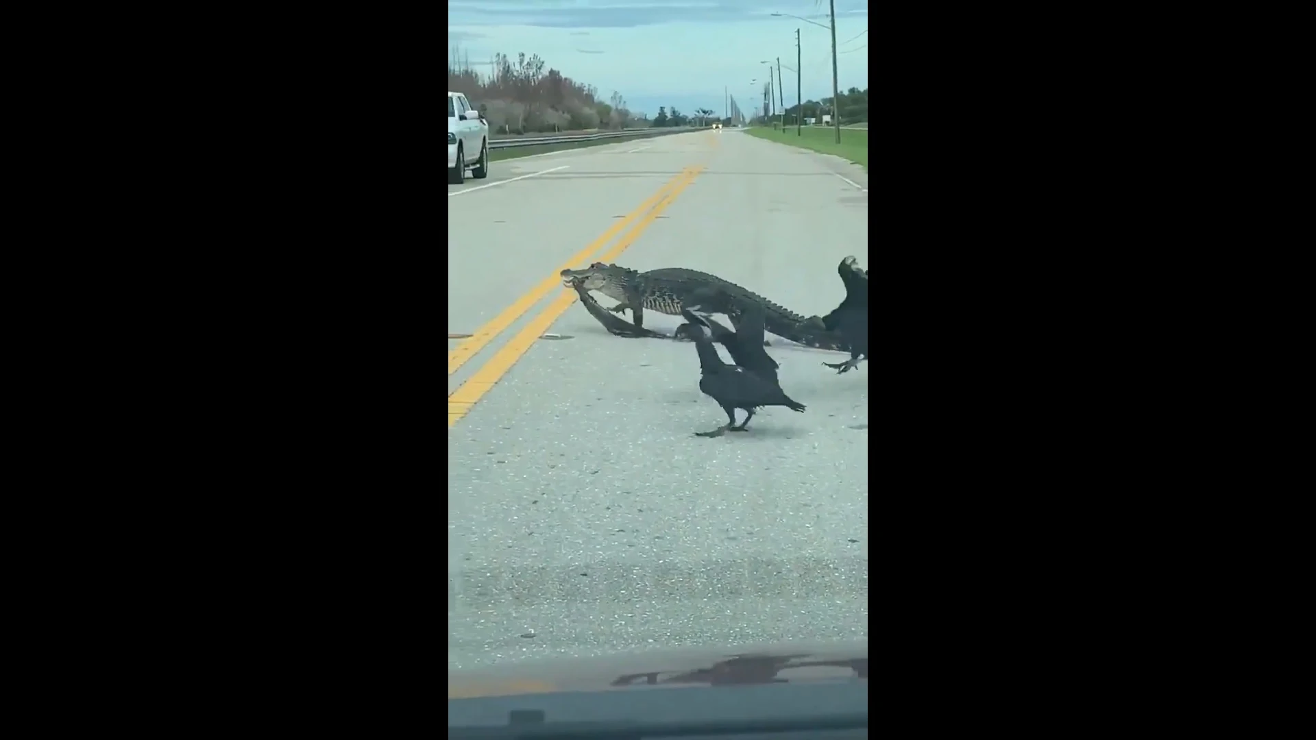 Imagen del caimán trasladando a su presa por la carretera en Florida
