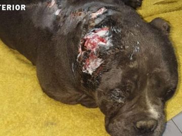 Imagen del perro mutilado en Mieres, Asturias Imagen del perro mutilado en Mieres, Asturias
