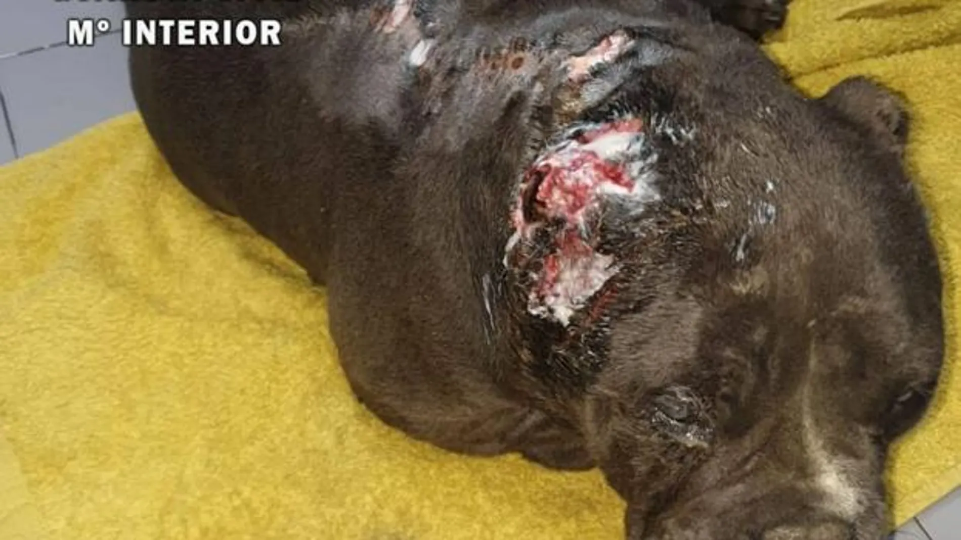 Imagen del perro mutilado en Mieres, Asturias