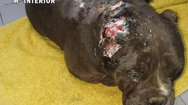 Imagen del perro mutilado en Mieres, Asturias