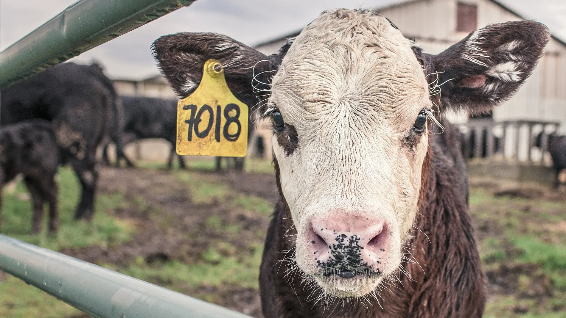 La ONU pide reducir el consumo de carne para frenar el cambio climatico