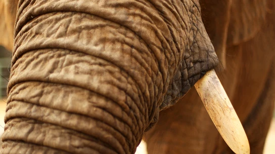 Imagen de un elefante Imagen de un elefante