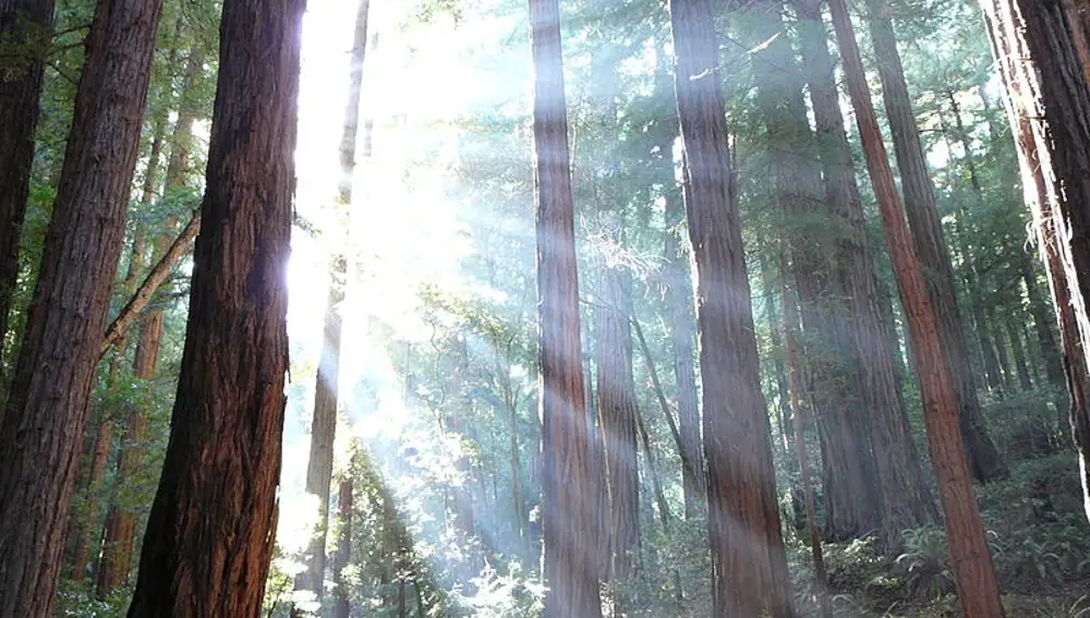 National Redwood 