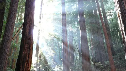 National Redwood National Redwood