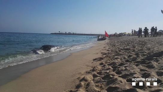 Ballena muerta en la playa de Mataró Ballena muerta en la playa de Mataró