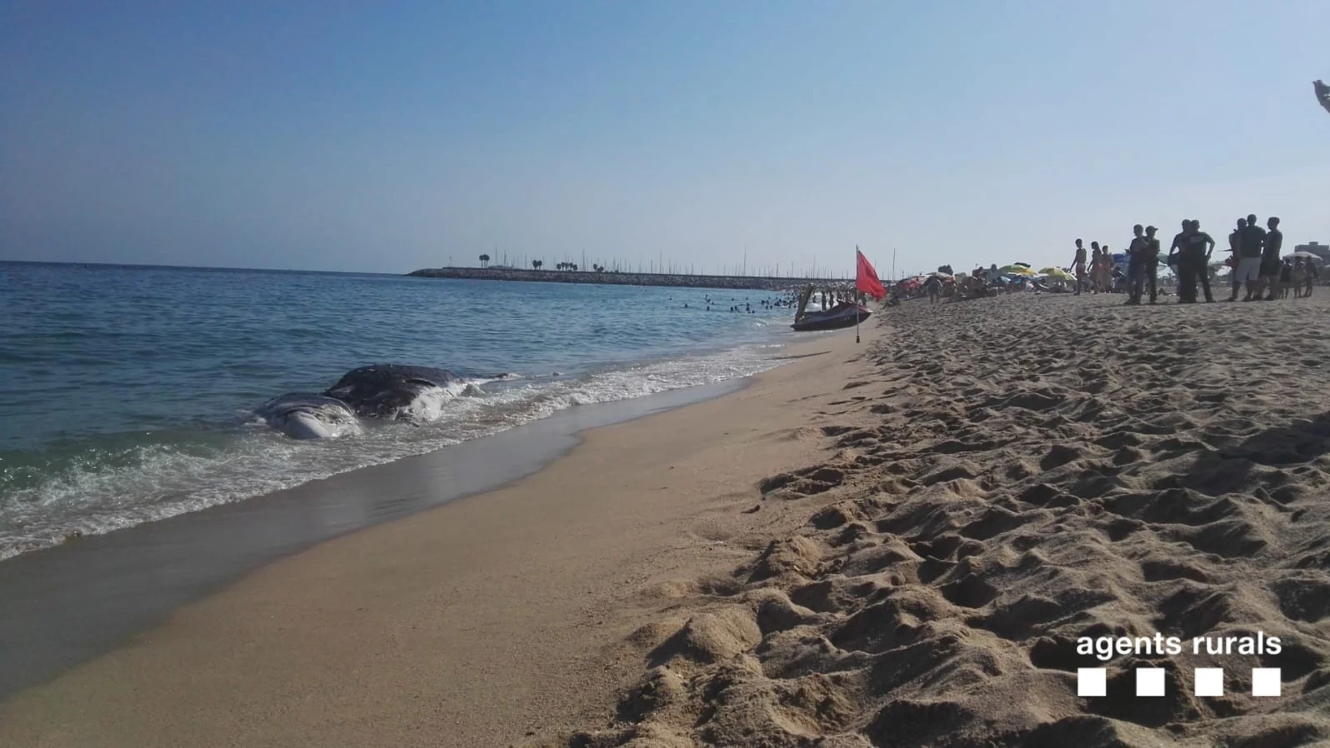 Ballena muerta en la playa de Mataró