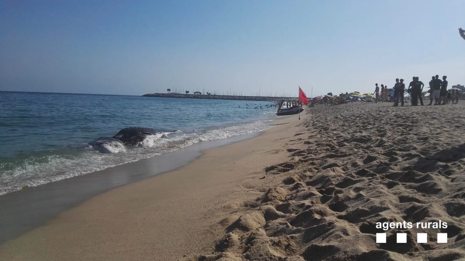 Ballena muerta en la playa de Mataró