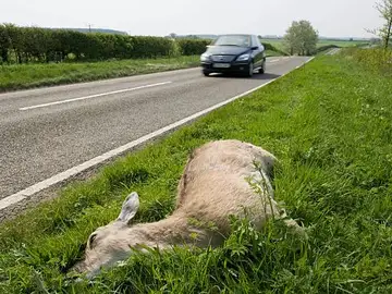 Animal muerto en un accidente de carretera Animal muerto en un accidente de carretera