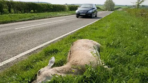 Animal muerto en un accidente de carretera Animal muerto en un accidente de carretera
