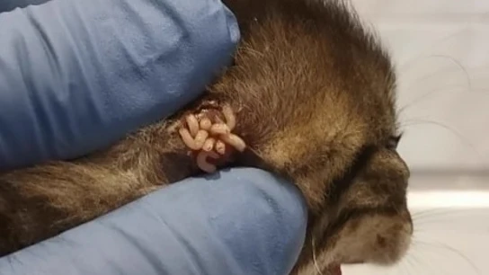 Imagen del pequeño Nano con las orejas repletas de gusanos Imagen del pequeño Nano con las orejas repletas de gusanos