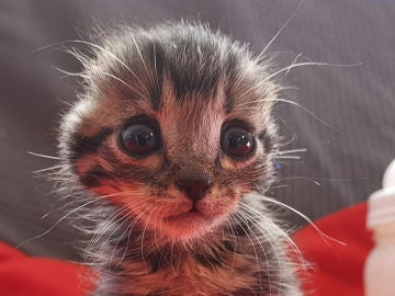Nano, gatito con las orejas mutiladas Nano, gatito con las orejas mutiladas