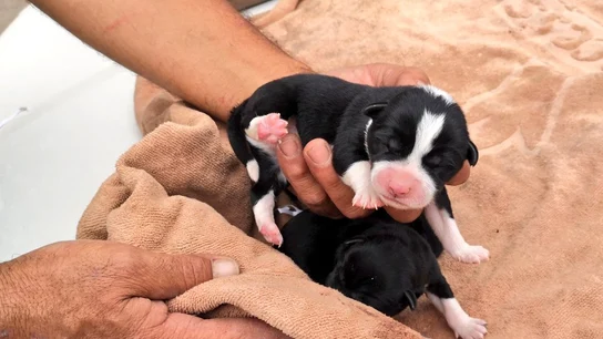 La Policía Local de las Palmas ha rescatado a tres cachorros La Policía Local de las Palmas ha rescatado a tres cachorros de un contenedor de basura