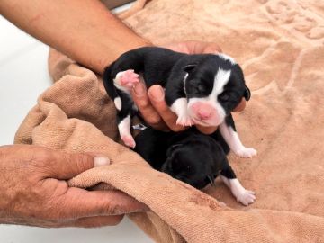 La Policía Local de las Palmas ha rescatado a tres cachorros La Policía Local de las Palmas ha rescatado a tres cachorros