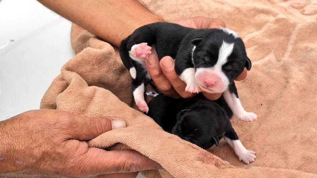 La Policía Local de las Palmas ha rescatado a tres cachorros de un contenedor de basura