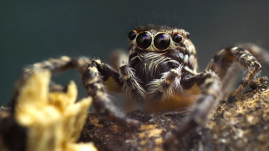 Araña Araña