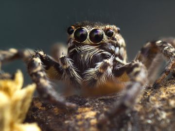 Araña Araña