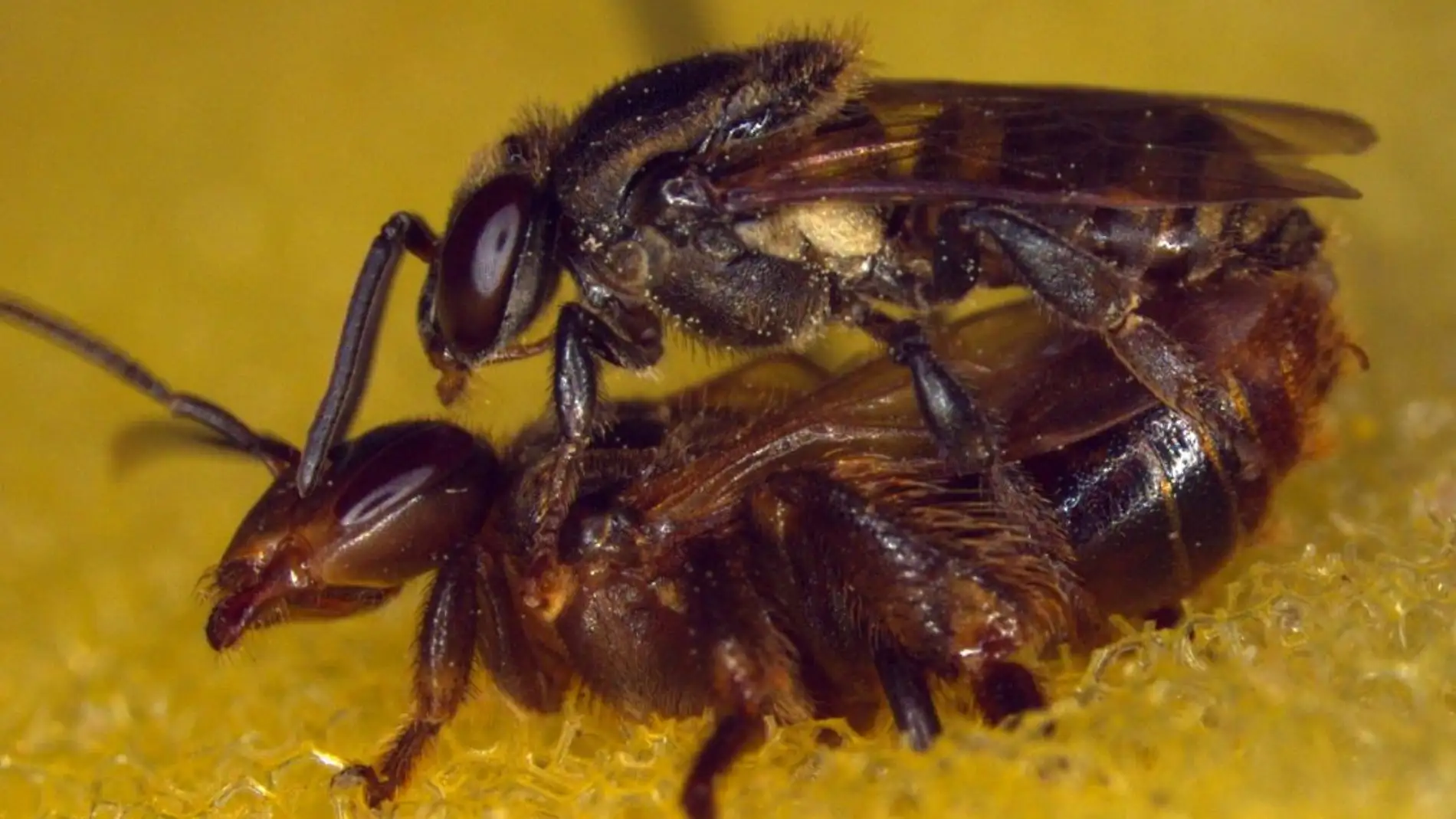 La colonia de abejas asesina a la reina que copula con dos machos