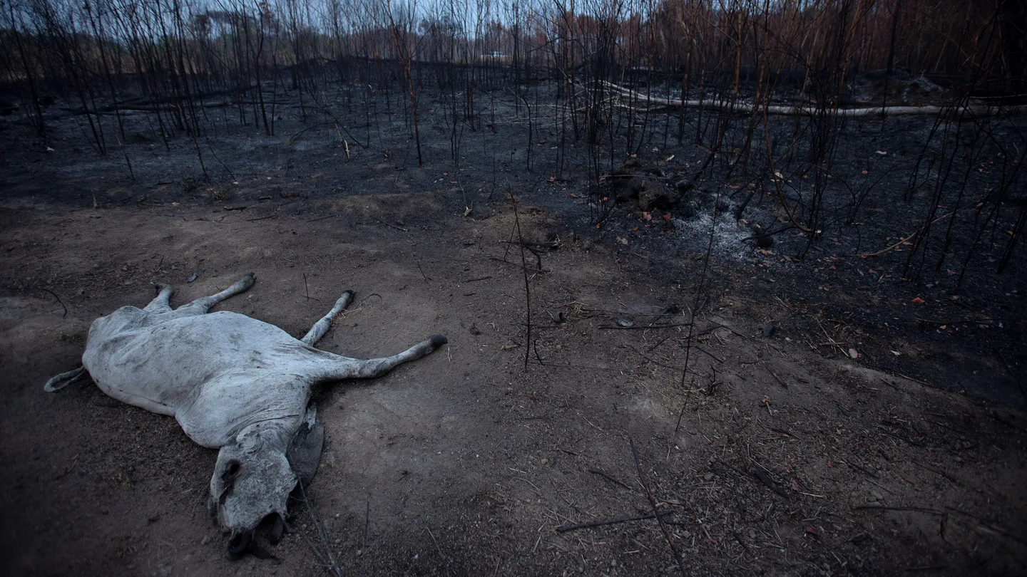 Un animal bovino yace muerto junto a una zona consumida por las llamas Un animal bovino yace muerto junto a una zona consumida por las llamas
