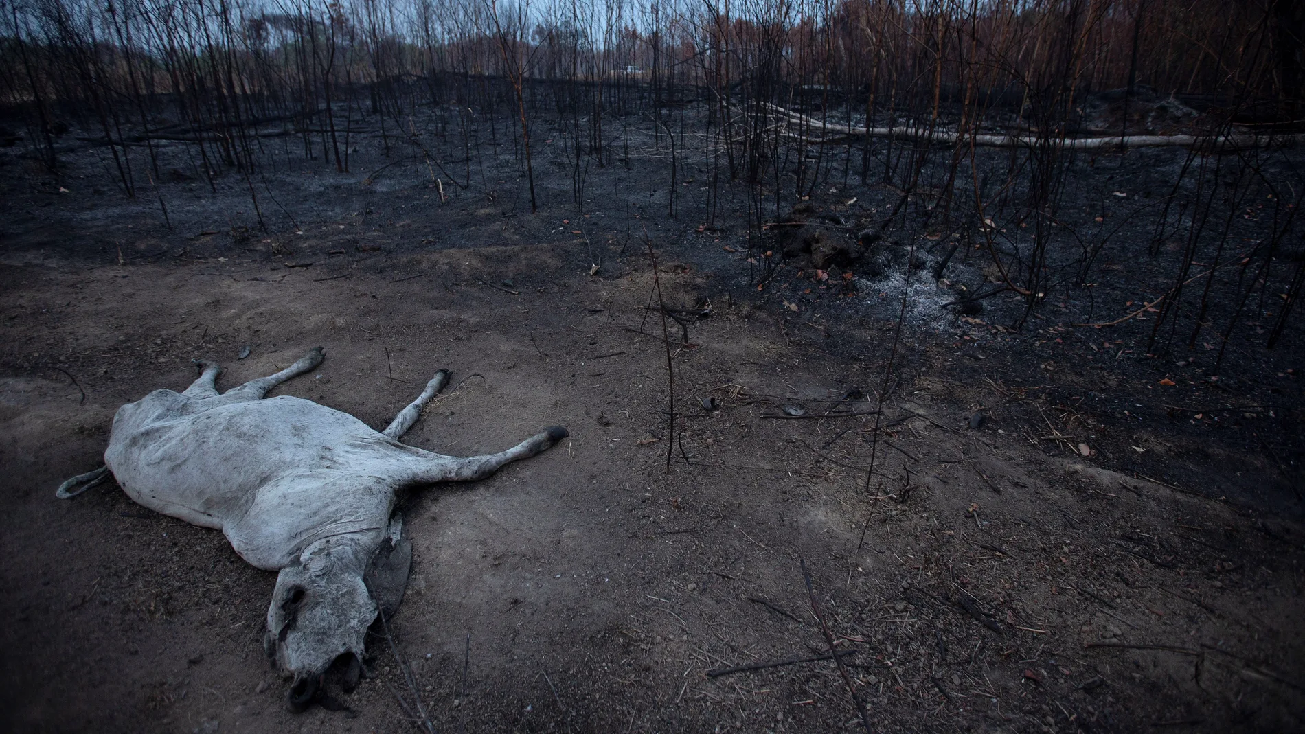 Un animal bovino yace muerto junto a una zona consumida por las llamas