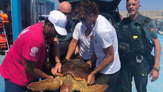 La tortuga fue encontrada enredada en redes de pesca y pl&aacute;stico