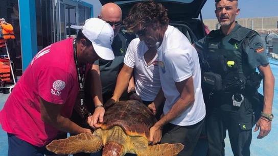 La tortuga fue encontrada enredada en redes de pesca y plástico La tortuga fue encontrada enredada en redes de pesca y plástico