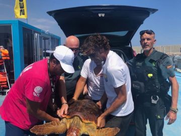 La tortuga fue encontrada enredada en redes de pesca y plástico La tortuga fue encontrada enredada en redes de pesca y plástico