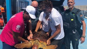 La tortuga fue encontrada enredada en redes de pesca y plástico