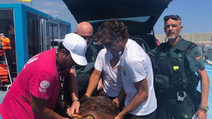 La tortuga fue encontrada enredada en redes de pesca y plástico