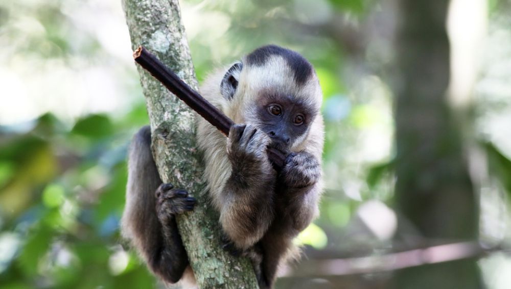Roban a 17 monos exóticos desde un zoológico en Francia