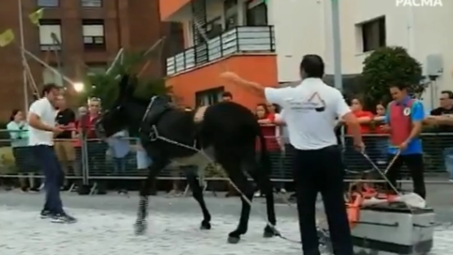 Momento del festejo en el que el burro es golpeado numerosas veces Momento del festejo en el que el burro es golpeado numerosas veces