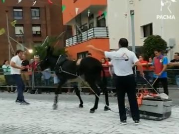 Momento del festejo en el que el burro es golpeado numerosas veces Momento del festejo en el que el burro es golpeado numerosas veces