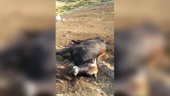 Vaca calcinada por un rayo Vaca calcinada por un rayo