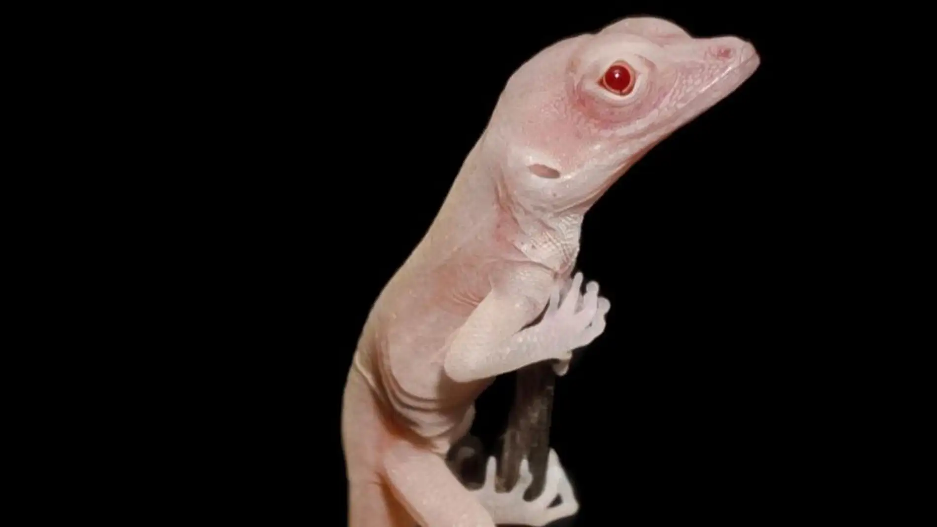 El lagarto albino primer reptil modificado geneticamente