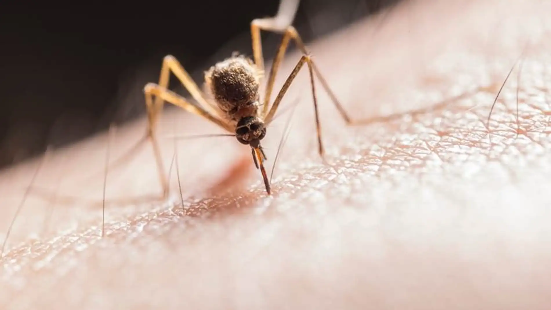 La malaria mas mortifera llego a Europa desde la India