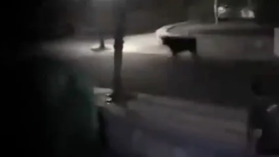 Pacma denuncia el atropello de una vaquilla que se salió del recorrido por parte de la Policía Local Pacma denuncia el atropello de una vaquilla que se salió del recorrido por parte de la Policía Local