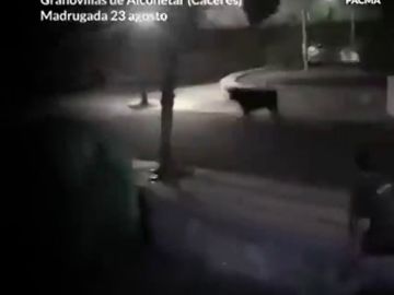 Pacma denuncia el atropello de una vaquilla que se salió del recorrido por parte de la Policía Local