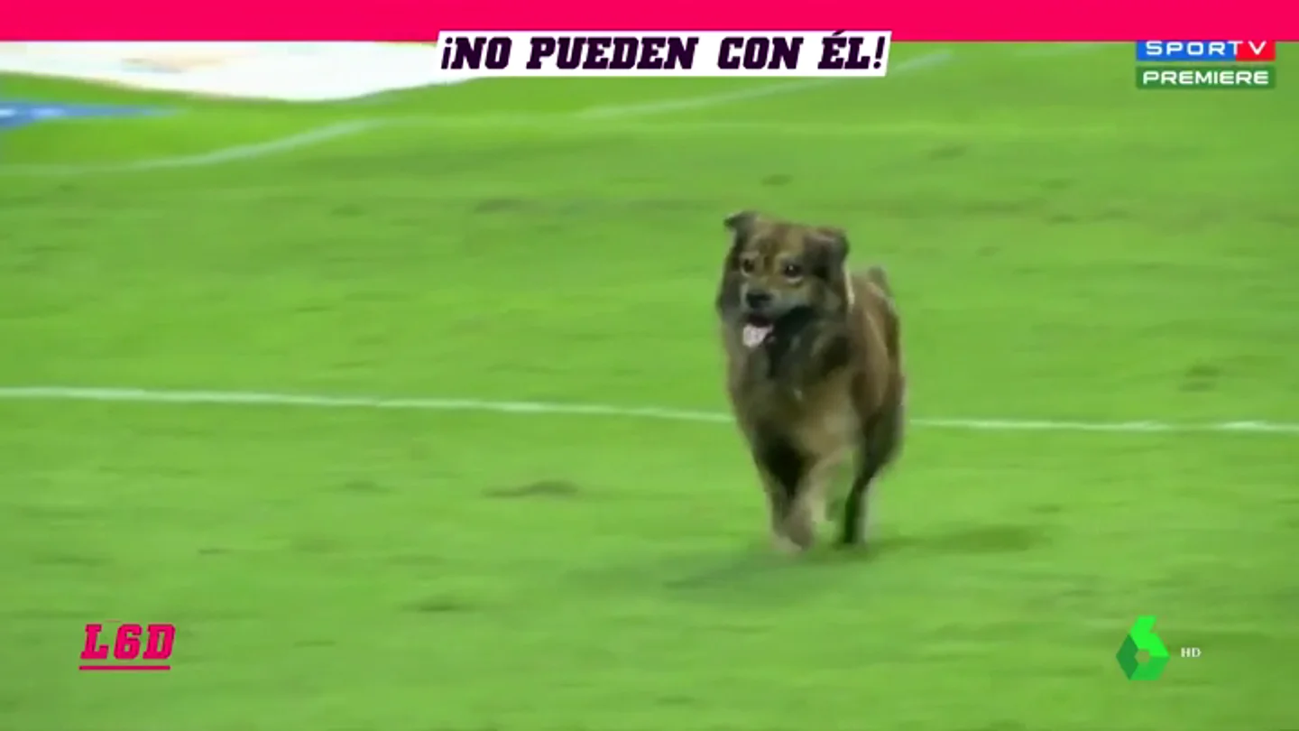 PERRO PERRO