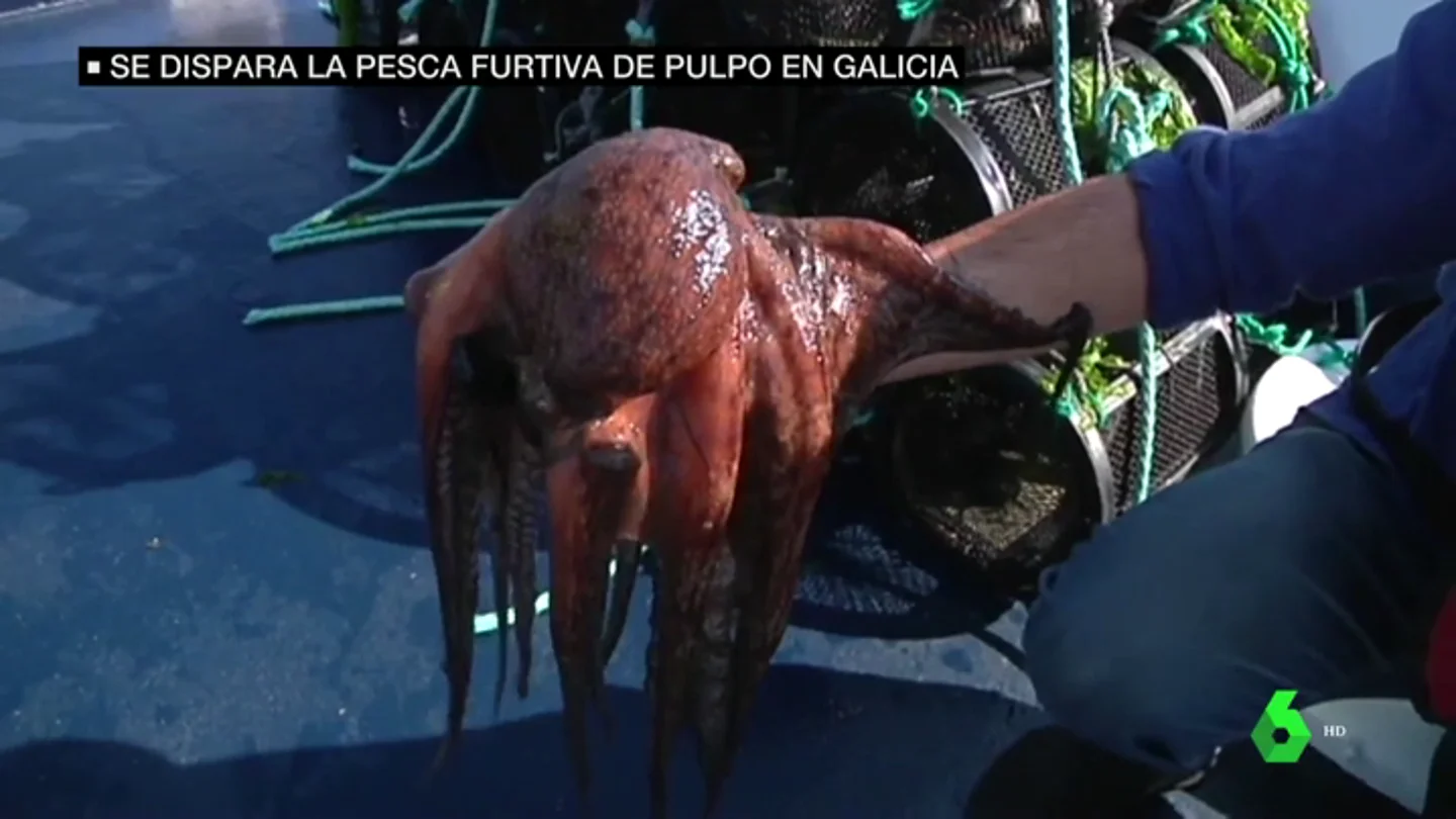 pulpo pulpo