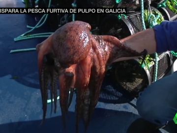 pulpo pulpo