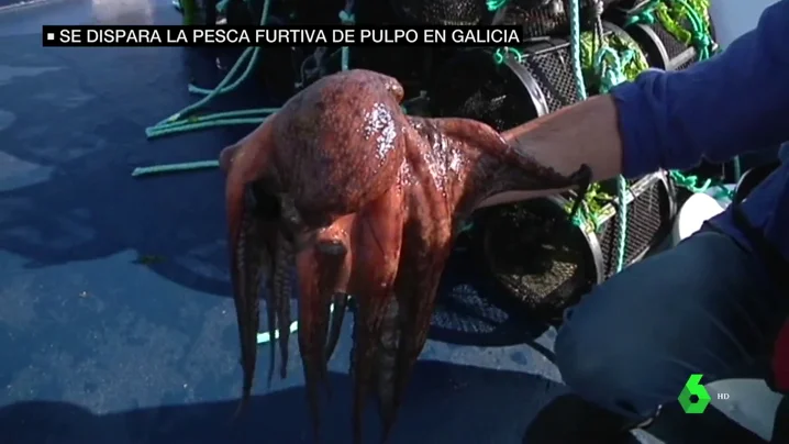 pulpo