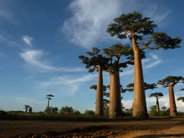 Baobabs Baobabs