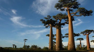 Baobabs